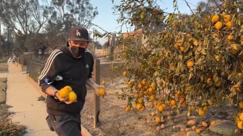 Daron collects lemons for replanting