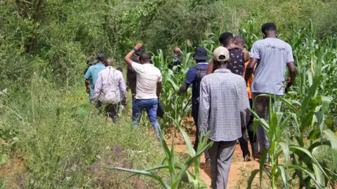 Peter Njorose/BBC A line of people is seen from behind as they walk through maize plants and bushes in Mukuku, Kenya.